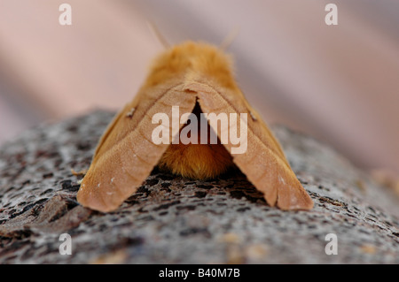 L'arrière d'un chêne femelle Eggar moth Banque D'Images