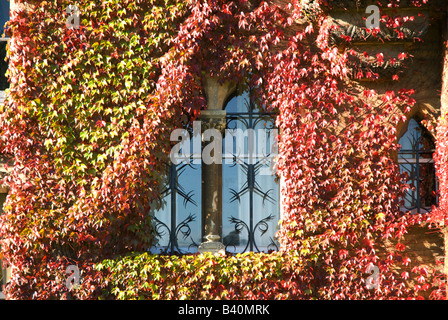 Les fenêtres extérieures du Christ Church College de vigne vierge en couleurs d'automne Banque D'Images