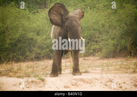 Mosi oa Tunya Elephant National Park, Livingstone Zambie Afrique du Sud Banque D'Images
