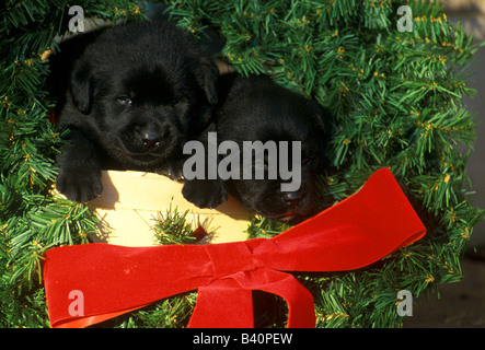 Labrador Retriever Puppies Banque D'Images