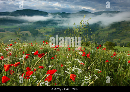 À l'aube dans un champ de coquelicots, la Valnerina près de Preci, Ombrie, Italie Banque D'Images