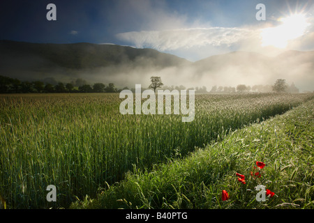 Mist allongé sur les champs autour de Campi dans la Valnerina, parc national Monti Sibillini, Ombrie, Italie Banque D'Images