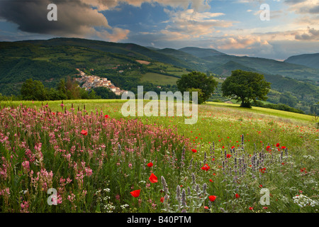 Les fleurs du printemps dans la Valnerina croissant avec le village de Preci au-delà, de l'Ombrie, Italie Banque D'Images