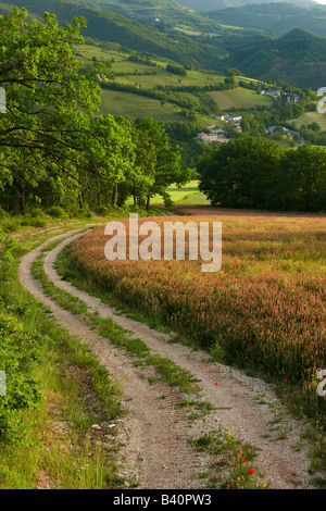 Une ferme la voie à travers les champs de fleurs de printemps dans la Valnerina près de Preci, Ombrie, Italie Banque D'Images