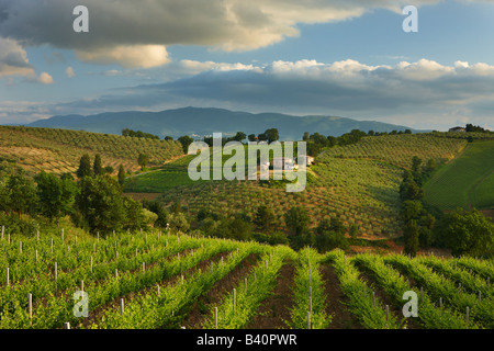 Un vignoble près de Montefalco, dans le Val di Spoleto, Ombrie, Italie Banque D'Images