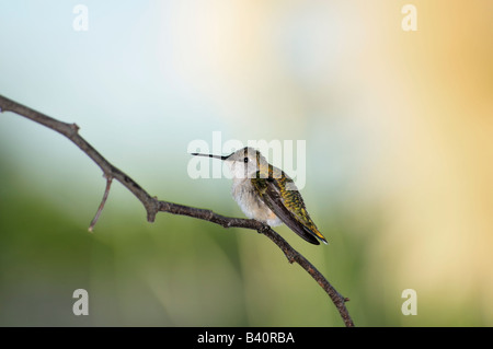 Une femelle Colibri à gorge rubis (Archilochus colubris,, perché sur une branche de l'Oklahoma, USA. Banque D'Images