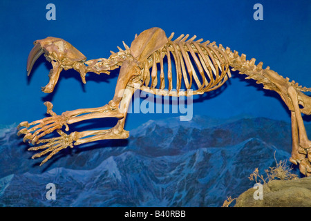 Squelette d'un fossile de tigre à dents de sabre Banque D'Images