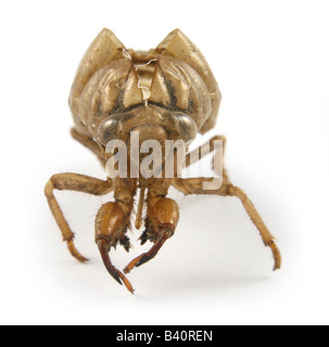 Dogday Tibicen canicularis (Harvestfly) -- une espèce de cigale -- jeter la peau de nymphe. Banque D'Images