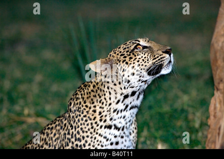 Leopard, la réserve nationale de Samburu, Kenya Banque D'Images