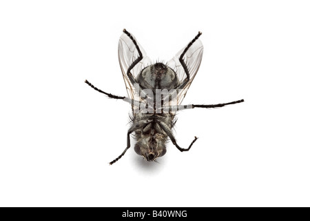 Une femme morte mouche à viande (Sarcophaga carnaria), dans le studio. Mouche à damier (Sarcophaga carnaria) femelle morte, en studio. Banque D'Images