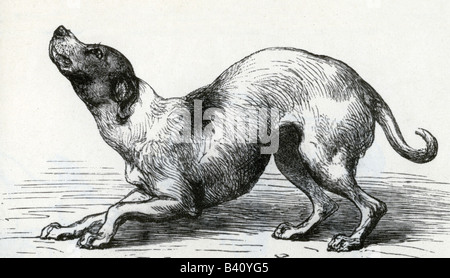 Darwin, Charles Robert, 12.2.1809 - 19.4.1882, naturaliste britannique, dessin, chien, de «l'expression des émotions chez l'homme et les animaux», 1872, soumission, Banque D'Images