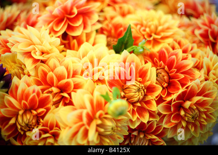 Bouquets de fleurs colorées selective focus Banque D'Images