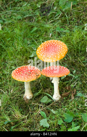 AMANITA MUSCARIA champignon Banque D'Images