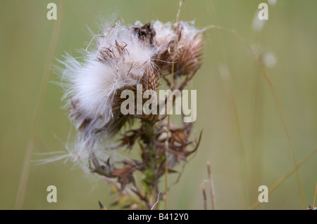 Thistle Flower seeds blowing in wind Banque D'Images