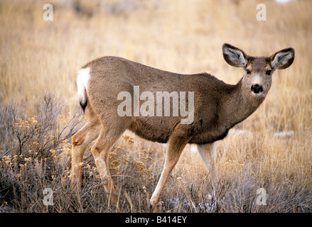 Le cerf mulet, le long de la route, Utah, USA Banque D'Images