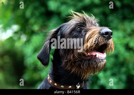 Zoologie / animaux, Mammifères Mammifères /, les chiens (Canis lupus familiaris), Braque Allemand, portrait, à poil, chien, un Banque D'Images