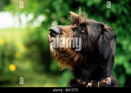 Zoologie / animaux, Mammifères Mammifères /, les chiens (Canis lupus familiaris), Braque Allemand, portrait, à poil, chien, un Banque D'Images