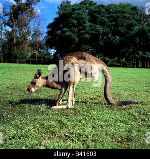 Zoologie / animaux, Mammifères Mammifères /, le kangourou, l'Est de Gray, Kangoroo (Macropus gigantheus), de boire, de distribution : l'Australie Banque D'Images