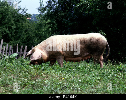 Zoologie / animal, de Mammifères Mammifères /, les porcs, les porcs domestiques, semer dans un pré, distribution : dans le monde entier, Sus scrofa domesticus forma, D Banque D'Images