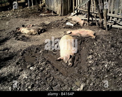 Zoologie / animal, de Mammifères Mammifères /, les porcs, les porcs domestiques, pic quatre couché dans wallow, distribution : dans le monde entier, Sus scrofa forma d Banque D'Images