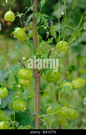 Balloon Vine, coeur Pois (Cardiospermum halicacabum), plante avec fleurs et fruits Banque D'Images