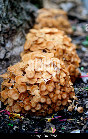 Champignon, Eukaryotae, croissante à la base de l'arbre. New York, USA. Banque D'Images