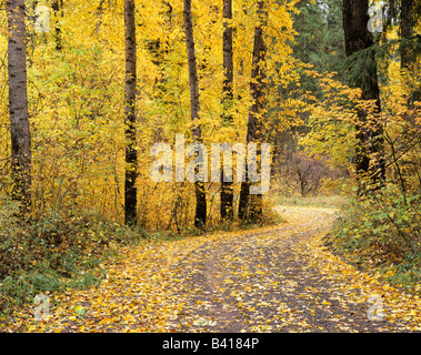 Forêt nationale de Wenatchee, WA, route à travers les arbres avec la couleur de l'automne Banque D'Images