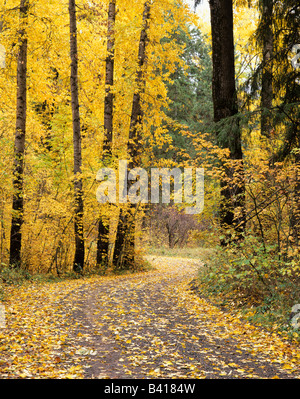 Forêt nationale de Wenatchee, WA, route à travers les arbres avec la couleur de l'automne Banque D'Images