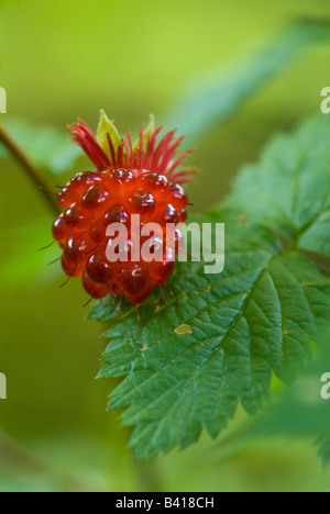 USA, WA. Fruit de la ronce remarquable native prisé (Rubus spectabilis) est la délicatesse de l'été dans les forêts de l'Amérique du Nord occidentale. Banque D'Images