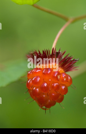 USA, WA. Fruit de la ronce remarquable native prisé (Rubus spectabilis) est la délicatesse de l'été dans les forêts de l'Amérique du Nord occidentale. Banque D'Images