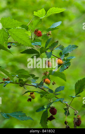 USA, WA. Fruit de la ronce remarquable native prisé (Rubus spectabilis) est la délicatesse de l'été dans les forêts de l'Amérique du Nord occidentale. Banque D'Images