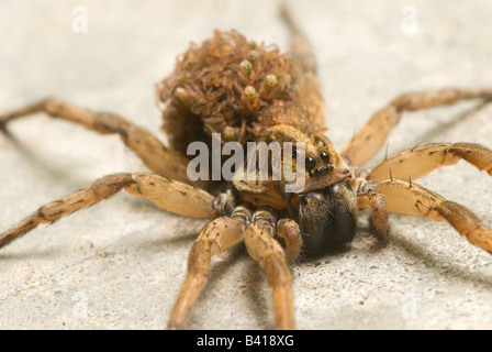 USA. Araignées femelles petits comptable. Araignée bénéfiques qui se nourrit de divers insectes ravageurs des cultures y compris Banque D'Images