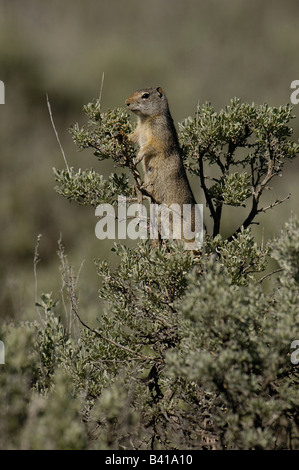 Uinta (Citellus armatus) Parc National de Grand Teton Wyoming. USA Banque D'Images