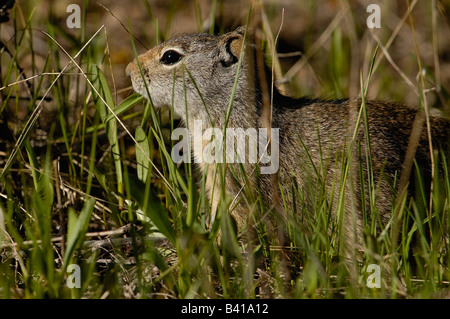 Uinta (Citellus armatus) Parc National de Grand Teton Wyoming. USA Banque D'Images