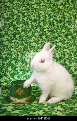 St Patricks Day white Netherland Dwarf Lapin vert sur fond de trèfle irlandais avec hat Banque D'Images