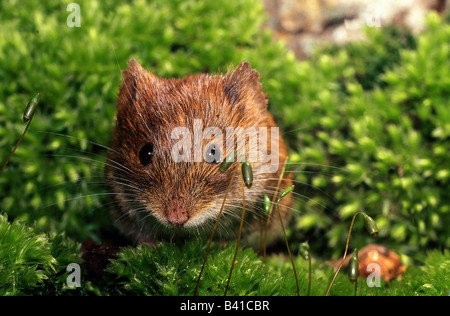 Zoologie / animaux, Mammifères Mammifères /, souris, campagnols, Banque (Clethrionomys glareolus), dans la région de moss, distribution : Asie, Europe, Amérique du Nord Banque D'Images