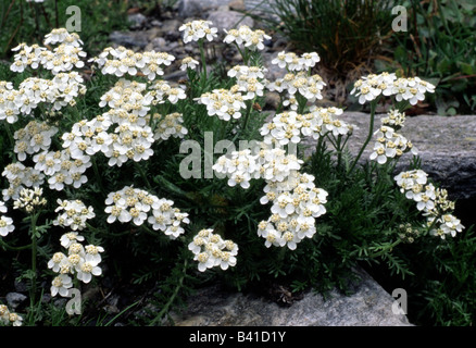La botanique, l'Achillea, (Achillea), l'achillée millefeuille (Achillea, Musk moschata), à fleurs blanches, pousse, s'épanouir, fleurir, floraison, Liens Banque D'Images