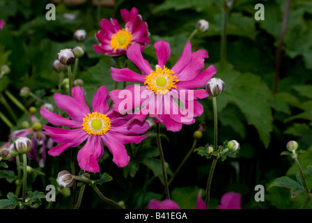 Anemone - Wind Flower Rose Banque D'Images