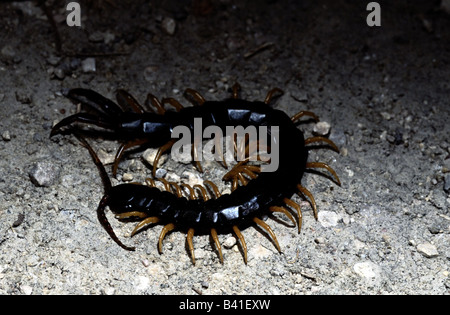 Zoologie / animaux, Myriopodes, géant d'Amazonie, centipede (Scolopendra gigantea), sur la masse de sable, close-up, distribution : South A Banque D'Images