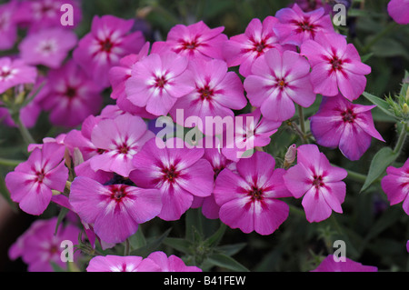 Phlox (Phlox drummondii annuel), variété : Phoenix, la floraison mauve Banque D'Images