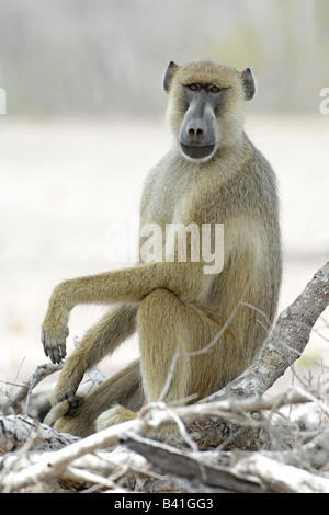 Portrait d'un babouin jaune Papio cynocephalus à chercher de la nourriture, de Selous en Tanzanie Banque D'Images
