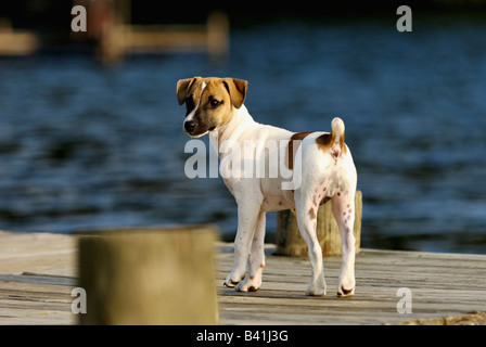 Alerter Jack Russell Terrier Puppy Standing on Dock Banque D'Images