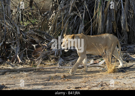 Lone lionne Panthera leo qui approche, Selous, Tanzanie Banque D'Images