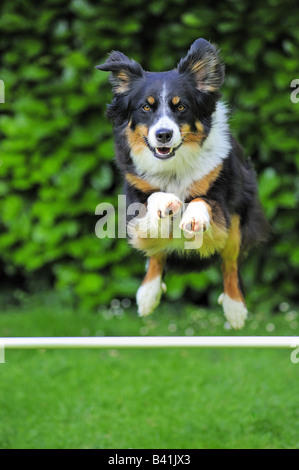 Un Border Collie rocé sautant au dessus d'un bar - pris en plein vol. Banque D'Images