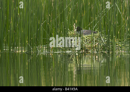 Foulque macroule Fulica atra adultes assis sur son nid dans les roseaux avec reflet dans l'eau Banque D'Images