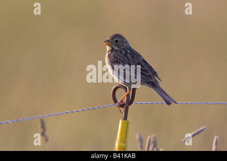 Bruant Proyer Miliaria calandra assis sur les agriculteurs electric wire fence post dans la lumière du soir Banque D'Images