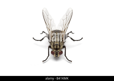 Une mouche à viande (Sarcophaga carnaria) dans le studio. Mouche à damier (Sarcophaga carnaria) femelle en studio. Banque D'Images