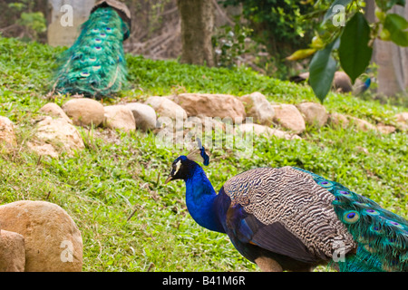 Paons indiens, généralement connu comme étant un homme Peacock, Kaohsiung, Taïwan. Banque D'Images