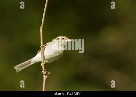 Chipping Sparrow Spizella passerina Banque D'Images