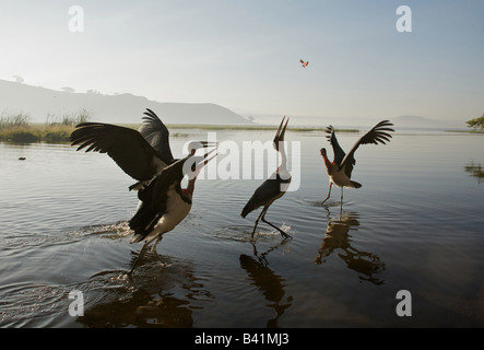 Les oiseaux qui se nourrissent sur le lac awasa, Éthiopie, Afrique de l'Est Banque D'Images